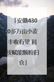 安徽4300多万亩小麦丰收有望 科技赋能颗粒归仓